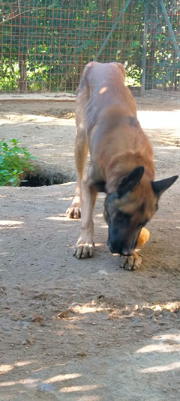 Poor Max, Bellissimo Malinois (Mantova)
